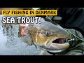 Sea Trout on the Fly