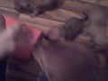 my pupys awaking frm there nap