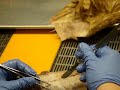 Professor Narrated: Cat Dissections, Muscles 5 Professor Narrated: Cat Dissections, Muscles 5