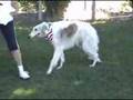 Borzoi video