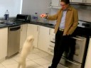 El perrito saltador