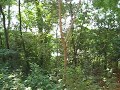 Cicadas Singing In Lombard, IL