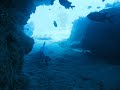 Whitetip reef shark at 100' Hole, Oahu - Hawaii