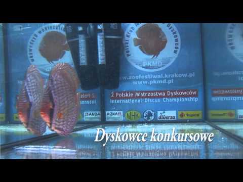 Dyskowce Dyskowce