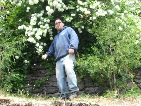 how to transplant snowball bush