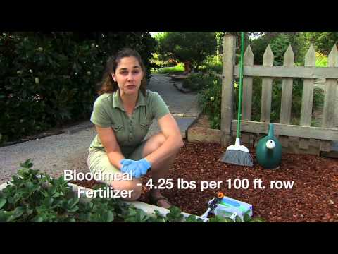 how to fertilize strawberry beds