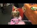 Totally Pawsome Bella Starlet Dog 12