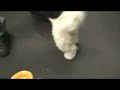 Totally Pawsome Bella Starlet Dog 12