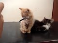 Adorable Cat Sleeps while standing (FUNNY!)