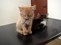 Adorable Cat Sleeps while standing (FUNNY!)