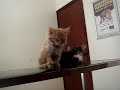 Adorable Cat Sleeps while standing (FUNNY!)