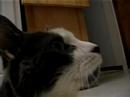 Schroeder getting brushed, purring