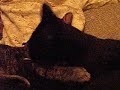 Inca and Obi play fighting