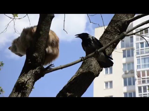 Ворона и кот