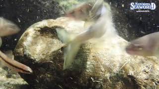 前の動画へ