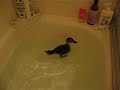 trinculo learns to swim trinculo learns to swim