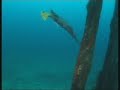 scuba diving The Alma Jane Wreck - puerto galera RP
