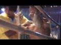 Boxing - Muay kad Cheuk style - 09 Jan 08