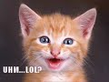 Very Funny Cats 9 Very Funny Cats 9