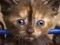 Very Funny Cats 9