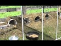 Pathfinder School Self Reliance Projects 1