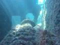 Wreck of the Sapona - Bimini, Bahamas