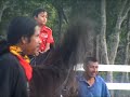 Perlis Equine 02