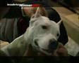 Insubria Winner 2007 Best in Show 1° parte