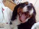 Cavalier King Charles Spaniel Jack