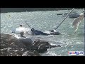 Der Sturm am 29. Oktober auf Mallorca hat ein Meer von Schiffswracks hinterlassen. Motorboote und -yachten sowie Segelyachten, aber auch viele Beiboote wurden wie Spielzeuge durch den Hafen geworfen und an die Hafenmolen geschmissen.Die neu verlegten Schwimmstege haben den ersten starken Sturm nicht überstanden und viele Versicherungen werden die Hafenbehörde für die Schäden haftbar machen, die sie gegenüber den Yachteignern regulieren müssen.Dieses und viele weitere Videos auf http://www.yaachty.de