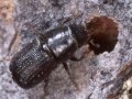 An Introduction to the Rocky Mountain Pine Beetle