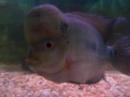 Blue Dragon Flowerhorn XXXL- must see!!!