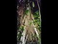 ALAN WATTS: RETURN TO THE FOREST 1/3