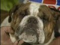 british bulldog british bulldog