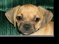 Atomic Puggles
