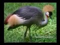 smooth jazz - airto & flora - sambatucada