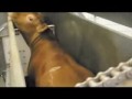 Part 2 - The slaughter of a sentient being