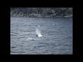 Bonne Bay Newfoundland family of Orcas July 2010