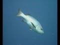 Scuba Diving in the Fiji Islands