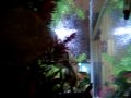 videos de The Adventures Of Nigel Thornberry #6: The glug-glugs and their habitat
