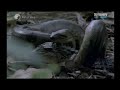 anaconda vs caiman anaconda vs caiman