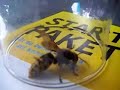 Biggest hornet I have ever seen!