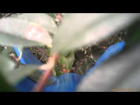 HD version of sky observer flight.wmv