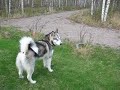 Alaskan malamute puppy howling to owl Alaskan malamute puppy howling to owl