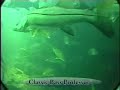 The Importance of Water Currents to Snook and Bass The Importance of Water Currents to Snook and Bass