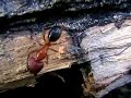 Ants Ants