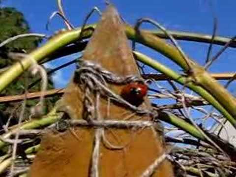 Ladybirds a go-go!