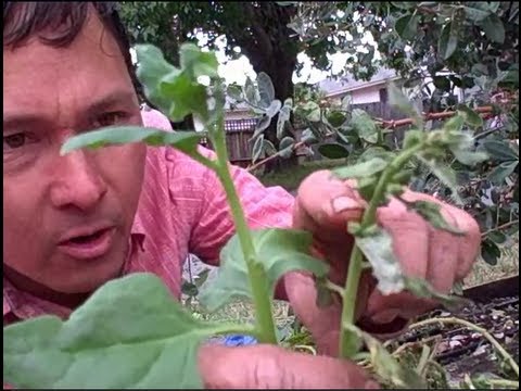 how to harvest vegetable seeds