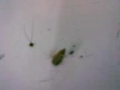 videos de locuras laborales((la decapitacion de la rehen cucaracha!!!! XD))