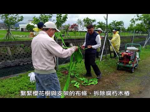 2019羅莊櫻花開．心花開